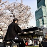 桜に囲まれ華やかな気分でピアノを弾こう【1日限定】で天王寺公園エントランスエリア「てんしば」にて「てんしばストリートピアノ」を開催
